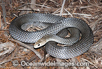 Eastern Brown Snake (Pseudonaja textilis). Found throughout eastern Australia, from Cape York Peninsula, along coastal & inland ranges of Qld, NSW, Vic N.T., W.A., S.A. and PNG. Extremely venomous species is considered the 2nd most dangerous land snake.