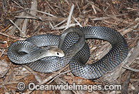 Eastern Brown Snake (Pseudonaja textilis). Found throughout eastern Australia, from Cape York Peninsula, along coastal & inland ranges of Qld, NSW, Vic N.T., W.A., S.A. and PNG. Extremely venomous species is considered the 2nd most dangerous land snake.