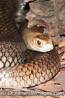 Eastern Brown Snake (Pseudonaja textilis). Found throughout eastern Australia, from Cape York Peninsula, coastal & inland ranges of Qld, NSW, Vic N.T., W.A., S.A. and PNG. This extremely venomous species is considered the 2nd most dangerous land snake.