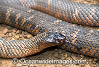 Collett's Snake (Pseudechis colletti) Central Queensland, Australia. Dangerously venomous snake.