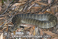 Common Death Adder (Acanthophis antarcticus). Northern New South Wales, Australia. Extremely venomous and dangerous snake capable of making multiple strikes at lightening speed.