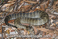 Common Death Adder (Acanthophis antarcticus). Northern New South Wales, Australia. Extremely venomous and dangerous snake capable of making multiple strikes at lightening speed.