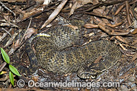Common Death Adder (Acanthophis antarcticus) - buried in leaf litter. Note grub-like tail tip used to lure prey. Northern New South Wales, Australia. Extremely venomous and dangerous snake capable of making multiple strikes at lightening speed.