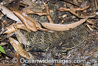 Common Death Adder (Acanthophis antarcticus) - buried in leaf litter. Note grub-like tail tip used to lure prey. Northern New South Wales, Australia. Extremely venomous and dangerous snake capable of making multiple strikes at lightening speed.