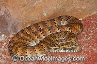 Common Death Adder (Acanthophis antarcticus). Found in scrublands and heaths of eastern and southern Australia. This extremely venomous and dangerous snake is capable of striking at lightning fast speed.