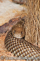 King Brown Snake (Pseudechis australis). Also known as Mulga Snake. Found throughout Australia, except Victoria, Tasmania and southern WA, SA and NSW. This very large snake is extremely venomous and dangerous.