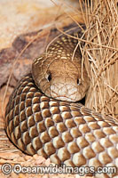 King Brown Snake (Pseudechis australis). Also known as Mulga Snake. Found throughout Australia, except Victoria, Tasmania and southern WA, SA and NSW. This very large snake is extremely venomous and dangerous.