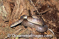 Children's Python (Antaresia childreni). Northern Australia. Non-venomous snake.