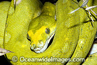 Green Python (Morelia viridis) - sub-adult still possessing juvenile yellow markings. Rainforests of North Queensland, Australia and Papua New Guinea. Non-venomous snake.