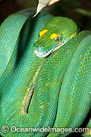 Green Python (Morelia viridis) - sub-adult still possessing juvenile yellow markings. Rainforests of North Queensland, Australia and Papua New Guinea. Non-venomous snake.