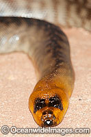 Woma Python (Aspidites ramsayi). Found in desert and adjacent areas of central Australia. Listed as Endangered on the IUCN Red List. Now a Protected species. Non venomous.