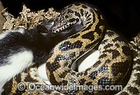 Stimson's Python (Antaresia stimsoni), captive snake feeding on a rat whilst sitting on a cluster of eggs. Found throughout Australia, except the far north and extreme south/south-east.