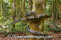 Carpet Python (Morelia spilota). Found throughout Australia in a wide variety of habitats, from rainforests to woodlands and arid lands. There are 6 subspecies commonly referred to as Carpet Pythons and Diamond Pythons. Photo was taken in Coffs Harbour, N