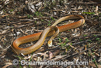 Coastal Taipan (Oxyuranus scutellatus). Eastern Queensland, Australia. Extremely venomous and dangerous snake. Can deliver muliple fatal bites in rapid succession.