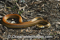 Coastal Taipan (Oxyuranus scutellatus). Eastern Queensland, Australia. Extremely venomous and dangerous snake. Can deliver muliple fatal bites in rapid succession.