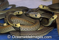 Coastal Taipan (Oxyuranus scutellatus) - newborn hatchlings. Eastern Queensland, Australia. Extremely venomous and dangerous snake. Can deliver muliple fatal bites in rapid succession.