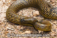 Fierce Snake (Oxyuranus microlepidotus). Also known as Inland Taipan. Western Queensland, Australia. Extremely venomous and dangerous snake.