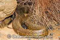 Fierce Snake (Oxyuranus microlepidotus). Also known as Inland Taipan. Western Queensland, Australia. Extremely venomous and dangerous snake.