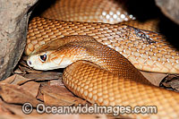 Coastal Taipan (Oxyuranus scutellatus). Eastern Queensland, Australia. Extremely venomous and dangerous snake. Can deliver multiple fatal bites in rapid succession.