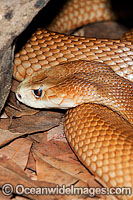 Coastal Taipan (Oxyuranus scutellatus). Eastern Queensland, Australia. Extremely venomous and dangerous snake. Can deliver multiple fatal bites in rapid succession.