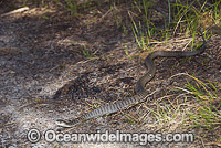 Rough-scaled Snake (Tropidechis carinatus). Also known as Clarence River Snake. Coffs Harbour, New South Wales, Australia. A venomous and dangerous snake.