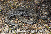Rough-scaled Snake (Tropidechis carinatus). Also known as Clarence River Snake. Coffs Harbour, New South Wales, Australia. A venomous and dangerous snake.