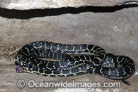 Broad-headed Snake (Hoplocephalus bungaroides). Restricted to sand-stone escarpments around Sydney, Australia. Potentially dangerous. Australia's only Endangered snake. Rare.