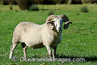 Dorset Ram (Ovis Aries) alone in a field. Country Victoria, Australia
