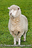 Merino Ewe (Ovis Aries) in a field. Country Victoria, Australia