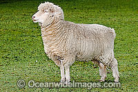 Merino Ewe (Ovis Aries) alone in a field. Country Victoria, Australia