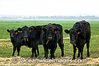 Black Angus Cattle (Bos taurus) calves, grazing in a field. Country Victoria, Australia