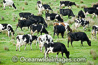 Holstein Dairy Cows (Box taurus) grazing on pasture. Also known as Holstein-Friesian Cows. Country Victoria, Australia