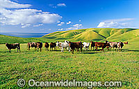 Herd of Beef Cattle grazing in a field. Fleurieu Peninsula, country South Australia, Australia