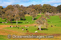 Herd of Beef Cattle (Bos taurus) grazing on pasture farm land. Near Dorrigo, country New South Wales, Australia