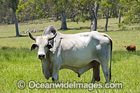 Brahman Bull. Also known as Brahma Bull, is a breed of Zebu Cattle (Bos primigenius indicus) that was originally exported from India to the rest of the world including Australia. Photo was taken on farm land near Canungra, south-east Queensland, Australia