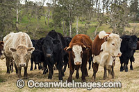 Cattle standing in a field. Ebor, New England Tableland, New South Wales, Australia.