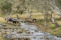 Cattle standing in a creek. Ebor, New England Tableland, New South Wales, Australia.
