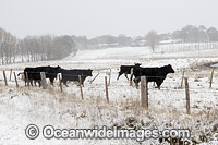 Cattle in a field cloaked in snow. Guyra, New England Tableland, New South Wales, Australia.