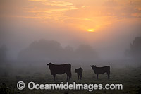 Cattle on a farm property cloaked in mist, during morning sunrise. Photo taken near Grafton, New South Wales, Australia.