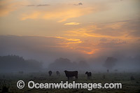 Cattle on a farm property cloaked in mist, during morning sunrise. Photo taken near Grafton, New South Wales, Australia.