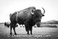 American Bison (Bison bison). Farmed in rural Coffs Harbour, New South Wales, Australia.