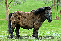 Shetland Pony (Equus caballus) alone in a field. Country Victoria, Australia
