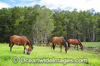 Horses on farm property in country New South Wales, near Coffs Harbour, Australia.