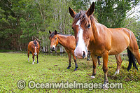 Horses on farm property in country New South Wales, near Coffs Harbour, Australia.
