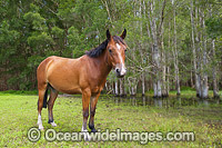 Horse on farm property in country New South Wales, near Coffs Harbour, Australia.