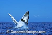 Humpback Whale (Megaptera novaeangliae) - breaching on surface. Hervey Bay, Queensland, Australia. Classified as Vulnerable on the IUCN Red List.