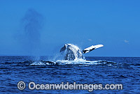 Humpback Whales (Megaptera novaeangliae) - breaching and expelling air on surface. Hervey Bay, Queensland, Australia. Classified as Vulnerable on the IUCN Red List.