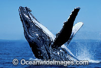 Humpback Whale (Megaptera novaeangliae) - breaching on surface. Hervey Bay, Queensland, Australia. Classified Vulnerable on the IUCN Red List.