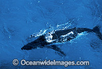 Aerial view of a Humpback Whale (Megaptera novaeangliae) - mother with newborn calf. Great Barrier Reef, Queensland, Australia. Classified as Vulnerable on the 2000 IUCN Red List.