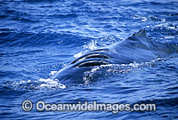 Humpback Whale (Megaptera novaeangliae) - with propellor wounds on back, inflicted by large ocean-going vessel. Queensland, Australia. Classified as Vulnerable on the 2000 IUCN Red List.